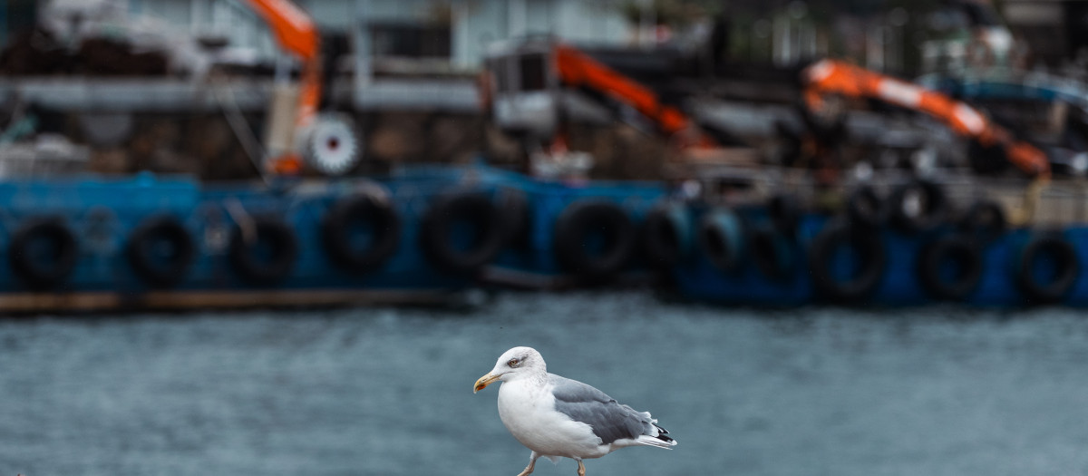 (Foto de ARCHIVO)
Una gaviota en el Puerto de Cangas en la Ría de Vigo, a 17 de octubre de 2023, en Cangas, Pontevedra, Galicia (España). La Xunta de Galicia activó ayer, 16 de octubre, la alerta naranja por el temporal costero que afecta hoy al litoral de A Coruña y Pontevedra. Según la Agencia Estatal de Meteorología (Aemet) se esperan viento sur y sudoeste de fuerza 8 y las olas podrían alcanzar los 7 metros de altura.

Agostime / Europa Press
17 OCTUBRE 2023;RIAS BAIXAS;RÍAS BAJAS;TEMPORAL;TIEMPO;CLIMA;OLAS;OLEAJE;COSTA;GAVIOTA
17/10/2023