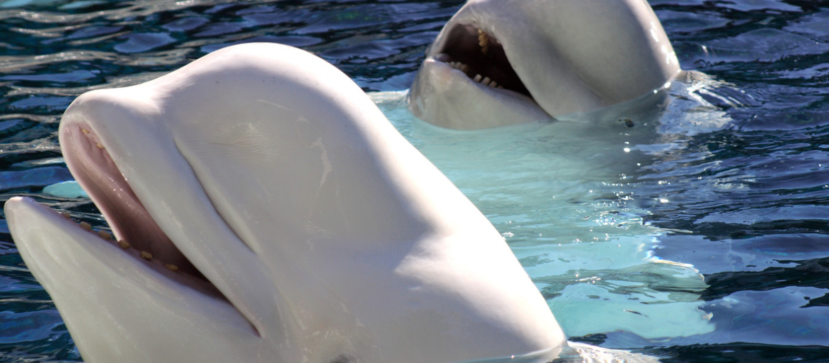 Imagen de archivo de dos belugas