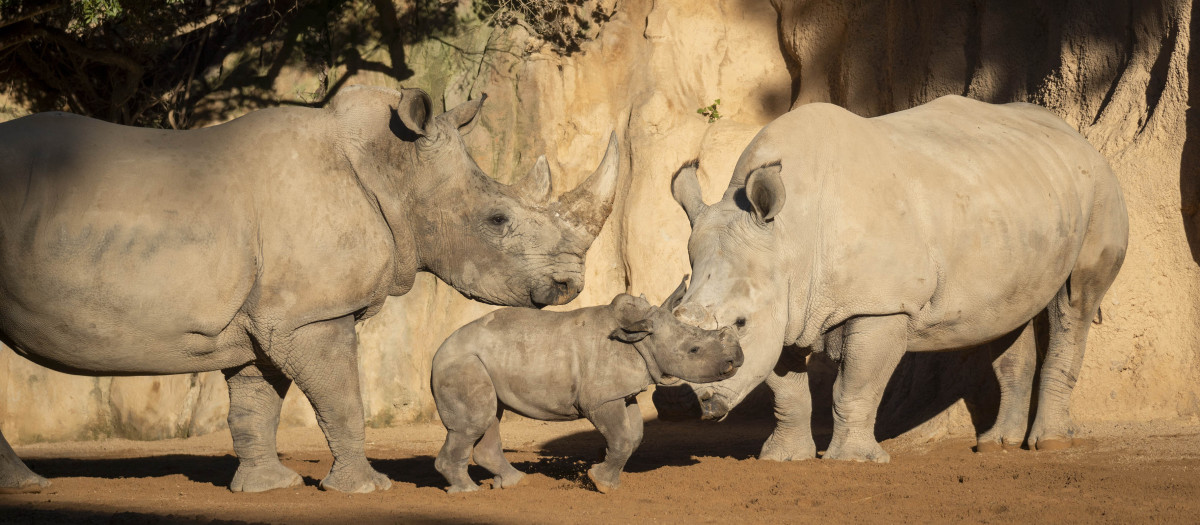 Imagen de la cría de rinoceronte nacida en Bioparc Valencia