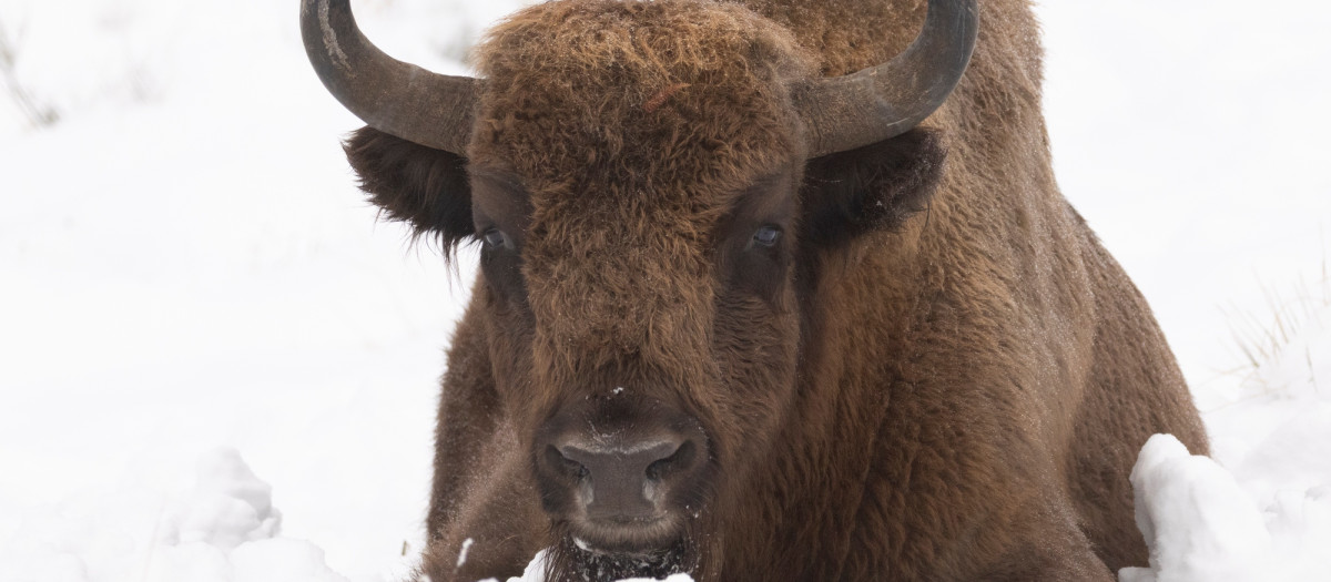 Bisonte