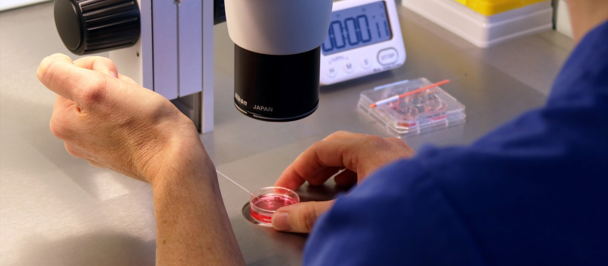 Fecundación 'in vitro'

REMITIDA / HANDOUT por INSTITUTO BERNABEU
Fotografía remitida a medios de comunicación exclusivamente para ilustrar la noticia a la que hace referencia la imagen, y citando la procedencia de la imagen en la firma
22/11/2023