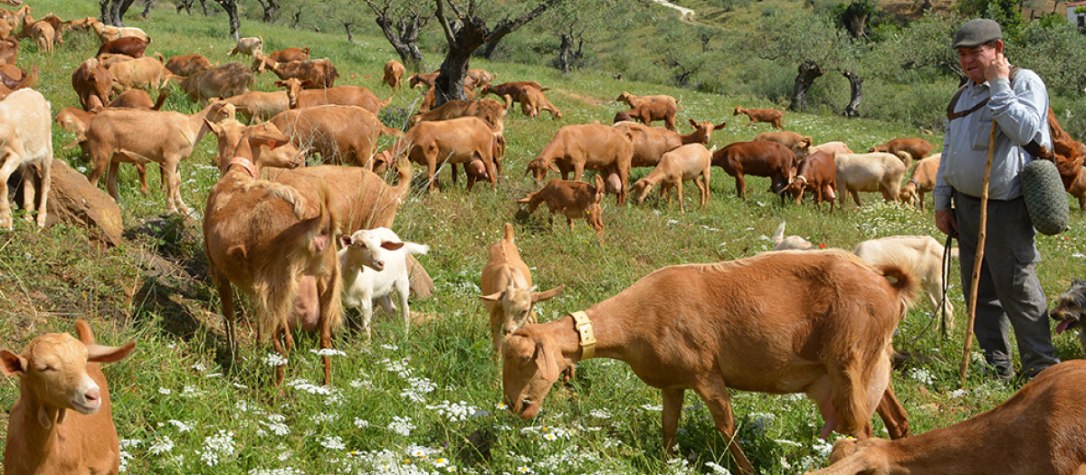 Escuela de Pastores de Andalucía
