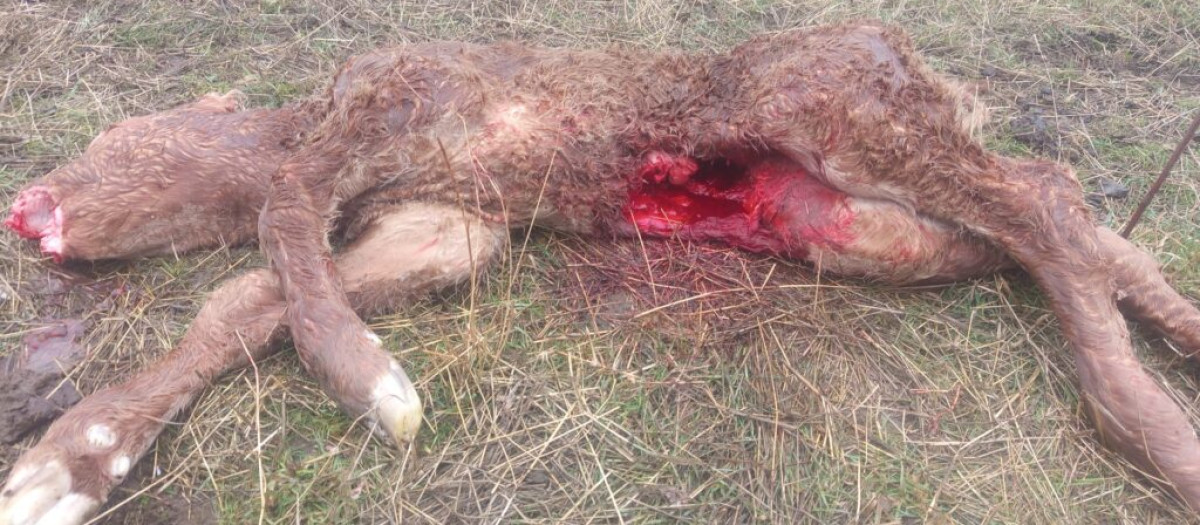 Ataque de lobo sobre un ternero recién nacido en Ávila