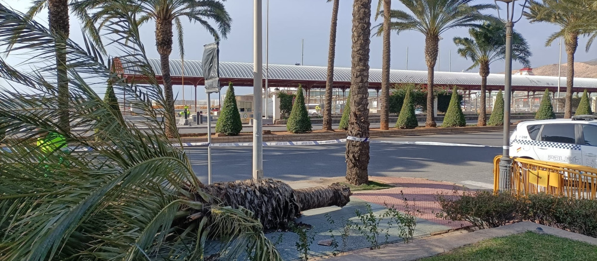 Una palmera volcada por el viento este martes en Almería

EUROPA PRESS
27/1/2026