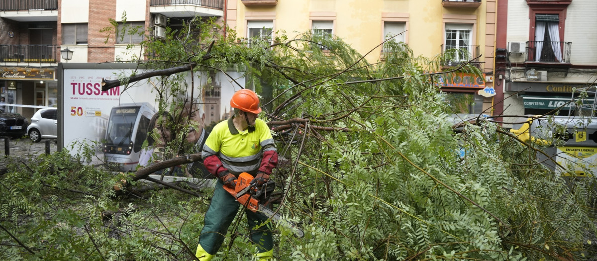 Imagen de operarios del ayuntamiento de Sevilla trabajando en la retirada de árboles caídos en la capital