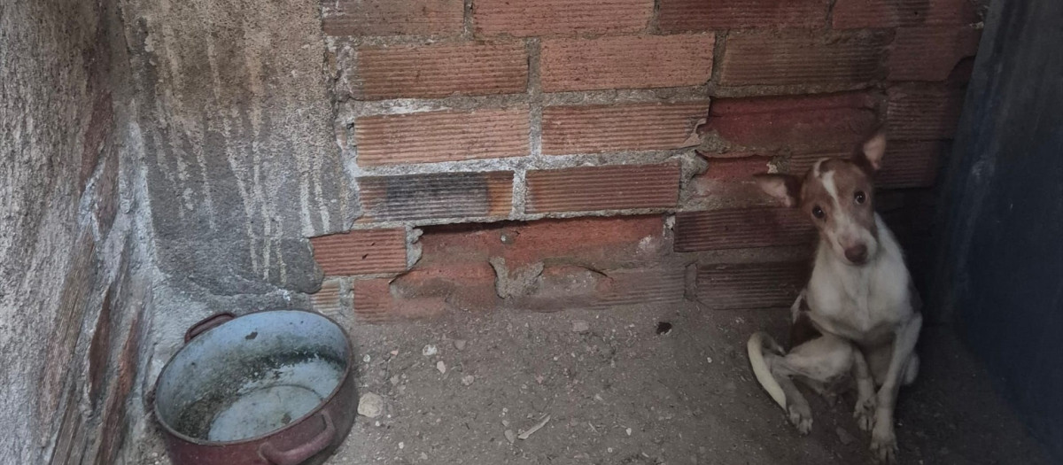 Uno de los perros rescatados