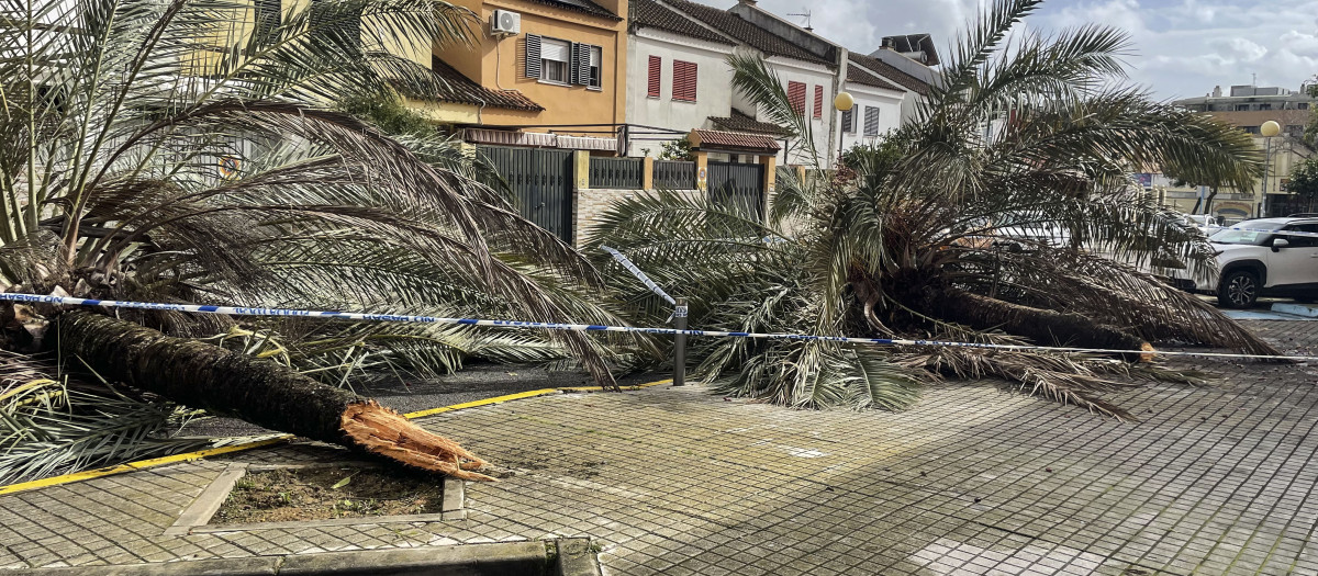 Vista de los daños causados por la tormenta de agua y viento de este lunes en distintas localiza del municipio sevillano de Mairena del Aljarafe. La nueva borrasca que ha irrumpido este lunes en Andalucía ha dejado de momento más de 150 incidencias solo en la provincia de Sevilla, donde cinco personas han resultado heridas a raíz de distintos desprendimientos provocados por las fuertes rachas de viento, se ha informado a EFE Emergencias 112. EFE/Juan García Chicano
