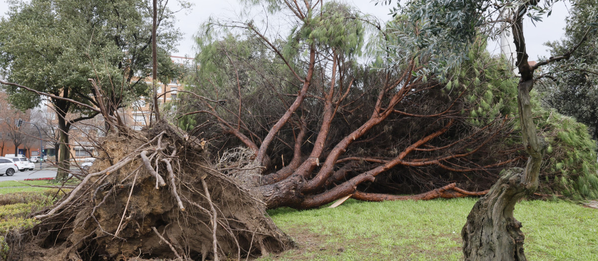 La nueva borrasca que ha irrumpido este lunes en Andalucía ha dejado de momento más de 150 incidencias solo en la provincia de Sevilla, donde cinco personas han resultado heridas a raíz de distintos desprendimientos provocados por las fuertes rachas de viento, se ha informado a EFE Emergencias 112. EFE/José Manuel Vidal