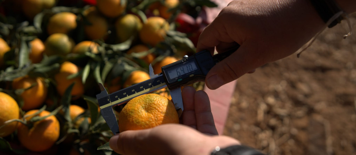 Imagen de archivo de unas clemenulas valencianas