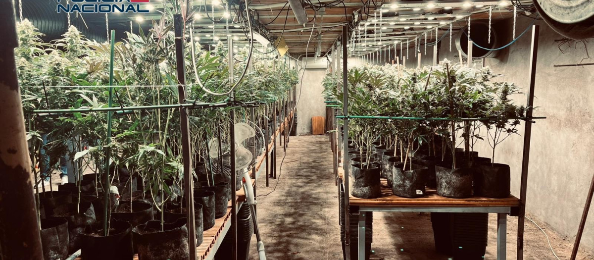 Plantación de marihuana