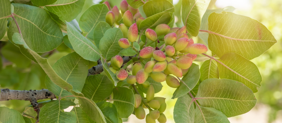Pistachos