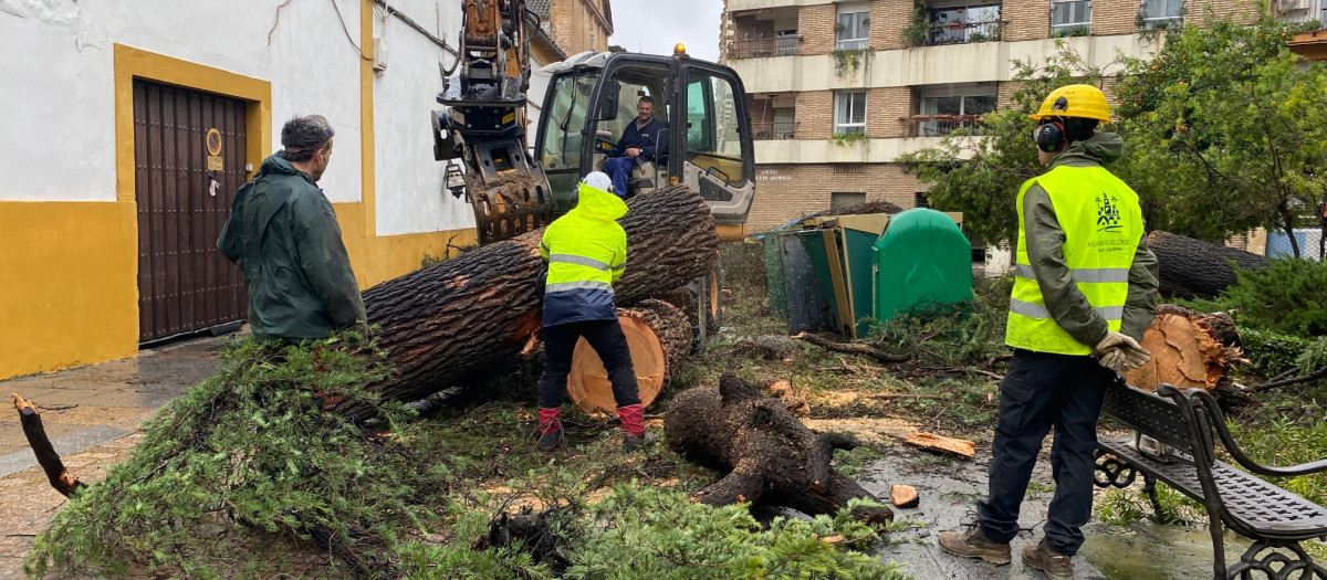 Caída de un árbol en la plaza del Cardenal Toledo (Córdoba) por la borrasca Leonardo