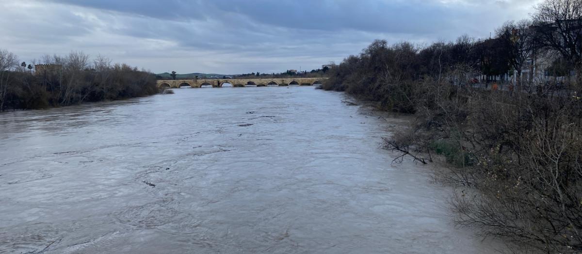 Estado del Guadalquivir el 5 de febrero de 2026 a su paso por Córdoba con 5,5 metros de altura