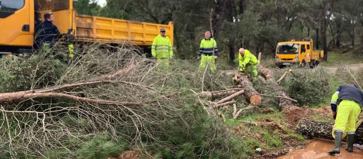 06/02/2026 Opererarios trabajan en la retirada de un árbol de una carretera provincial.
POLITICA SOCIEDAD
DIPUTACIÓN DE CÓRDOBA