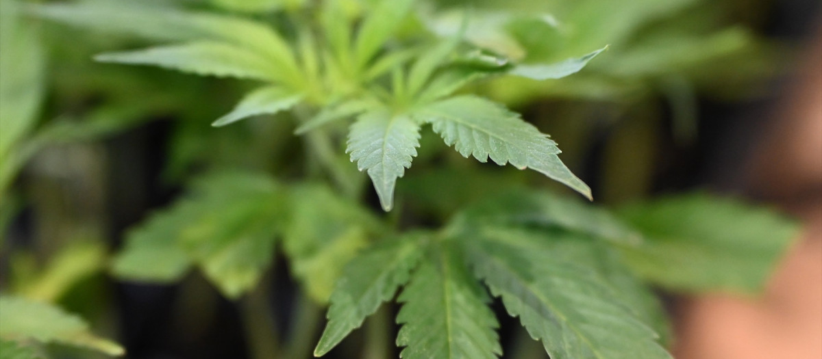 Una planta de cannabis, en una imagen de archivo