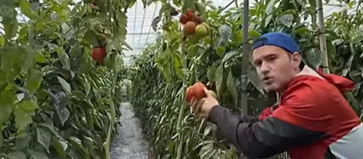 El agricultor almeriense Germán Fernández explica la situación en el invernadero por el temporal