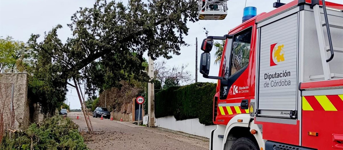 Bomberos de la Diputación cortan un árbol tumbado por la borrasca