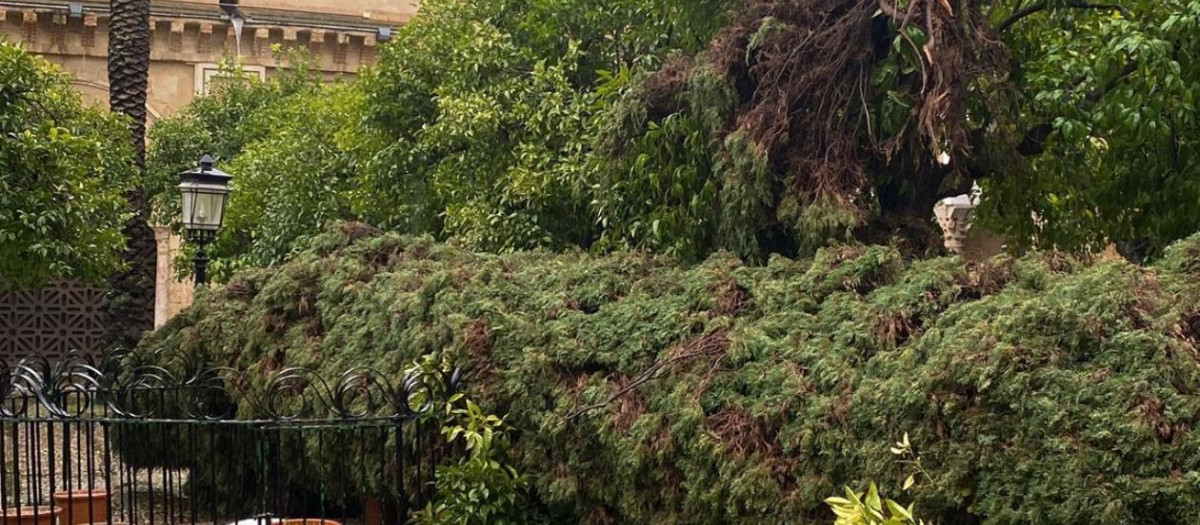 Imagen del ciprés que no ha resistido los embates de Marta