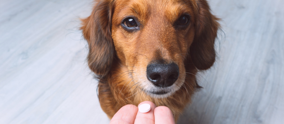 Un perro mira con atención una pastilla