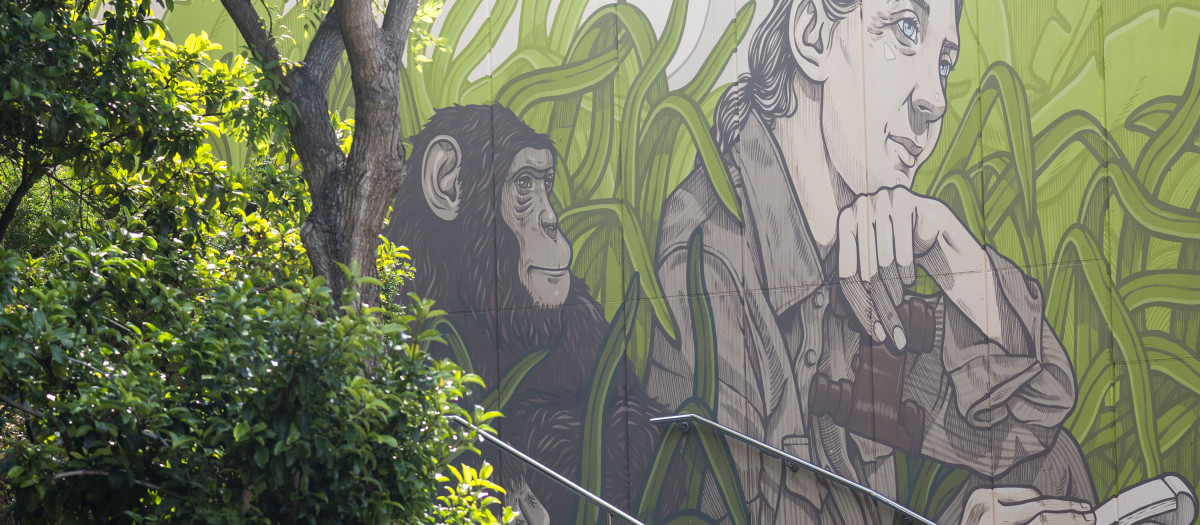 Mural de Jane Goodall en BIOPARC Valencia