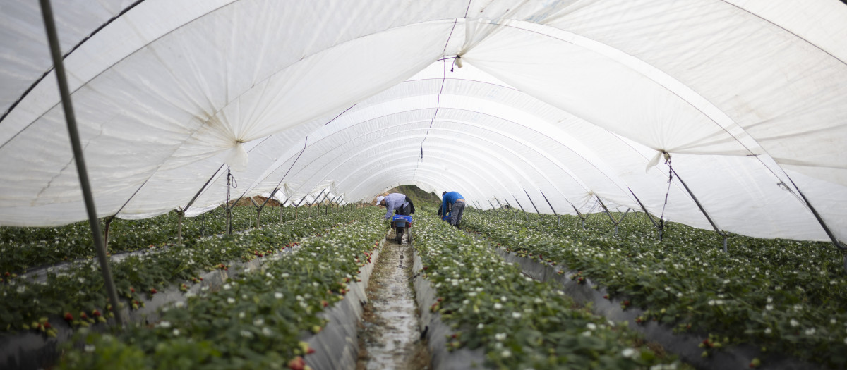 Explotación agrícola en Moguer (Huelva) dedicada al cultivo de la fresa
