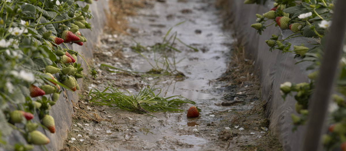Explotación agrícola en Moguer (Huelva) dedicada al cultivo de la fresa y afectada por el temporal.