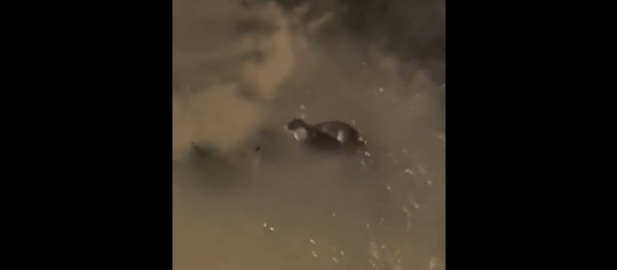 Una nutria en el río Manzanares