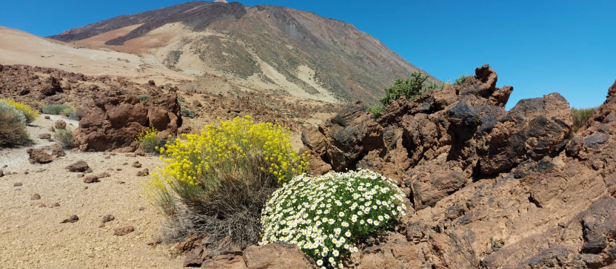 (Foto de ARCHIVO)
Parque Nacional del Teide