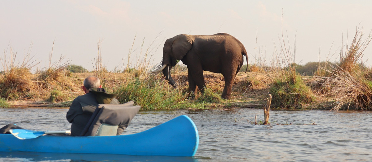 Elefante cerca de los kayaks en el safari fluvial por el río Zambeze