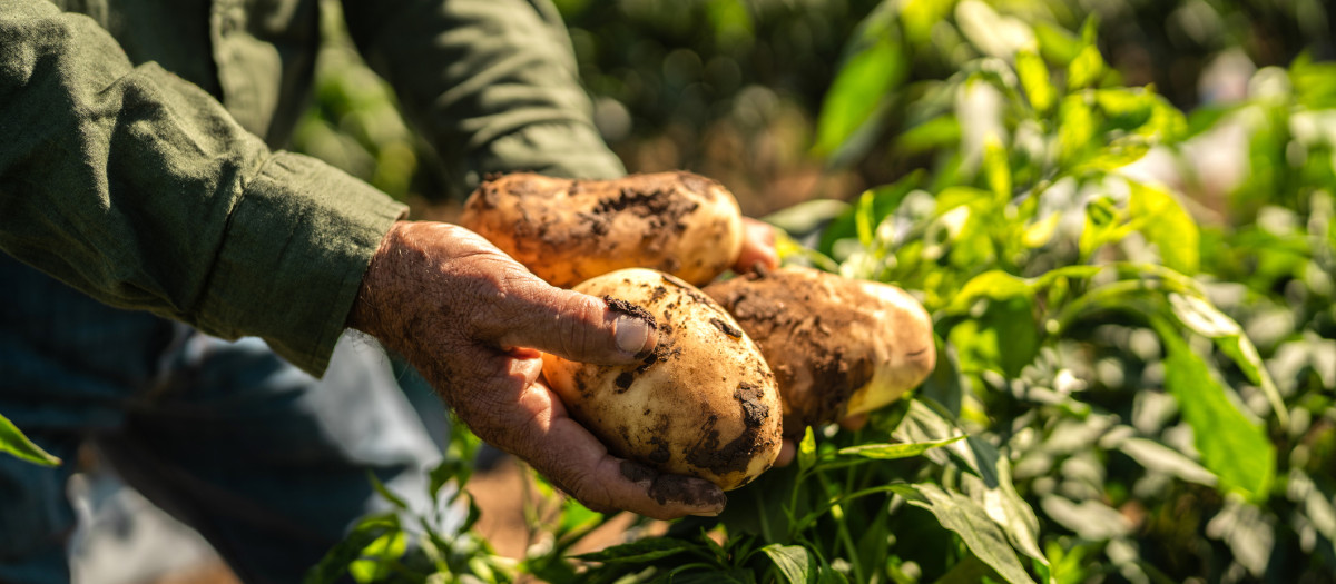 Close-up of farmer holding potato at farm