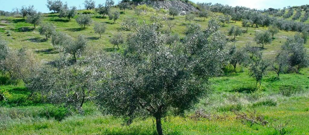 Imagen de un olivar en Montilla
