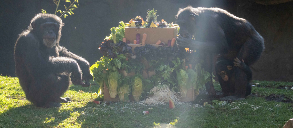 Imagen de la 'tarta' de cumpleaños para el chimpancé Ekon por su primer aniversario.