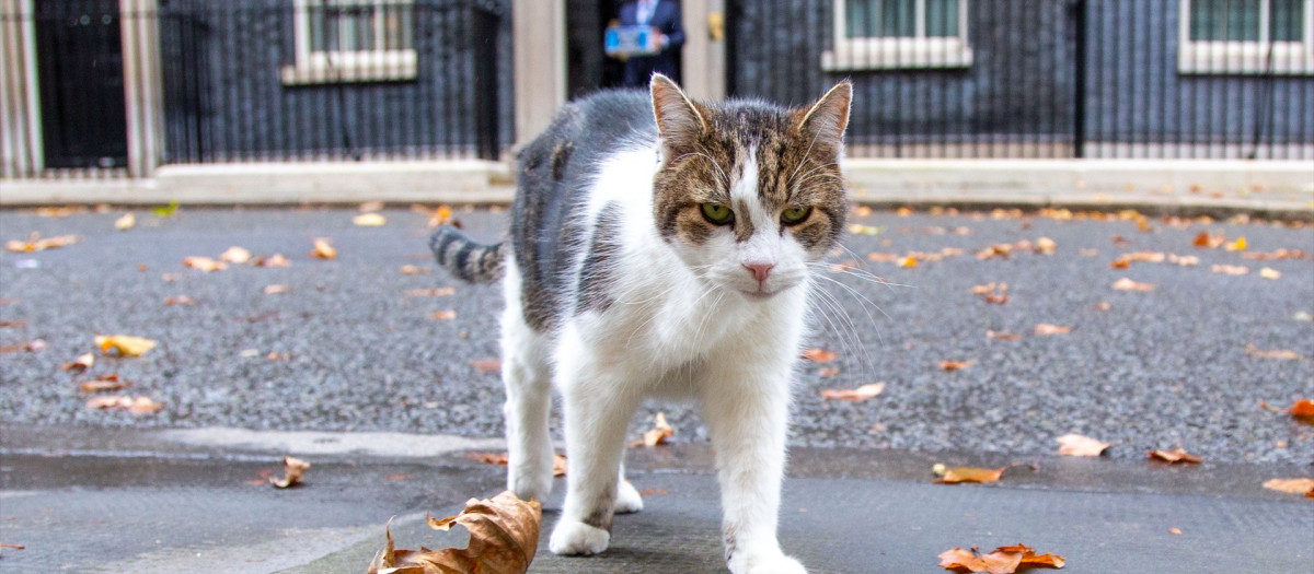 El gato Larry frente al 10 de Downing Street