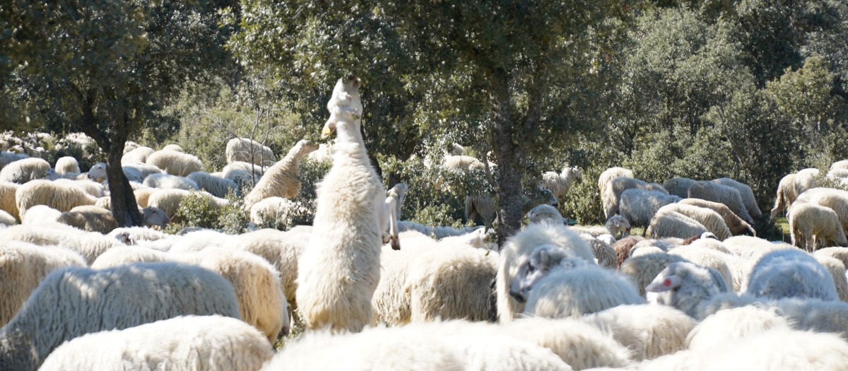 Ovejas desbrozando el monte en Madrid