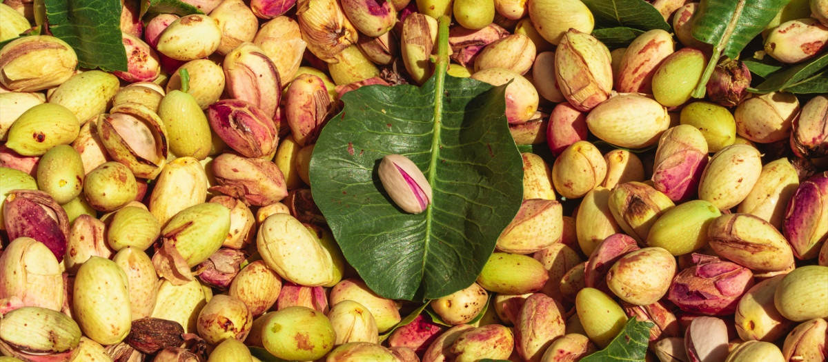 (Foto de ARCHIVO)
Pistachos.

REMITIDA / HANDOUT por AGROPTIMUM
Fotografía remitida a medios de comunicación exclusivamente para ilustrar la noticia a la que hace referencia la imagen, y citando la procedencia de la imagen en la firma
12/9/2024