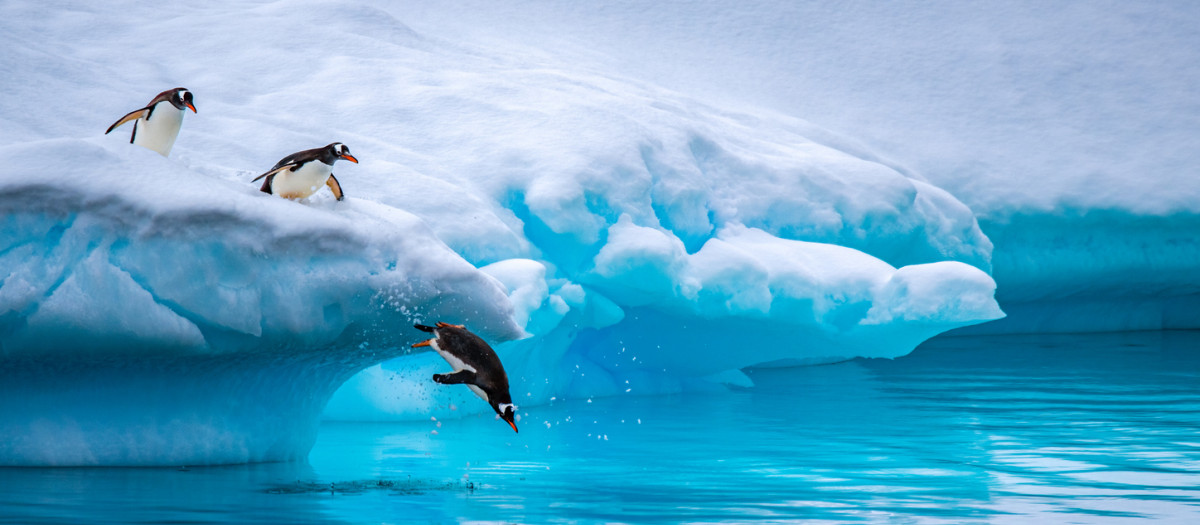 Pingüinos papúa en un iceberg de la Península Antártica