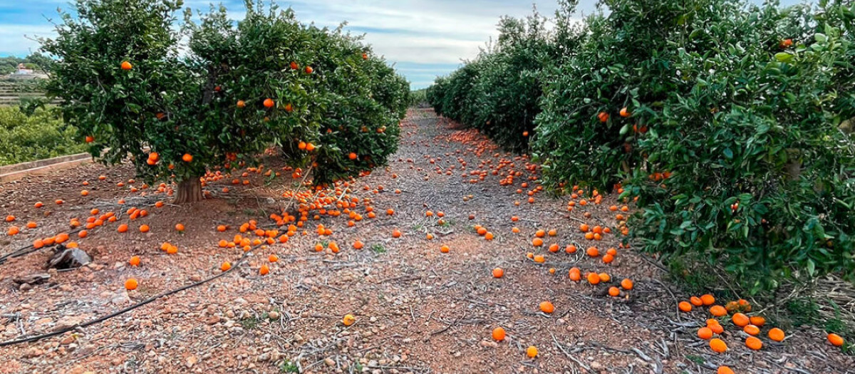 Imagen de los cítricos caídos tras los temporales de viento de la Comunidad Valenciana