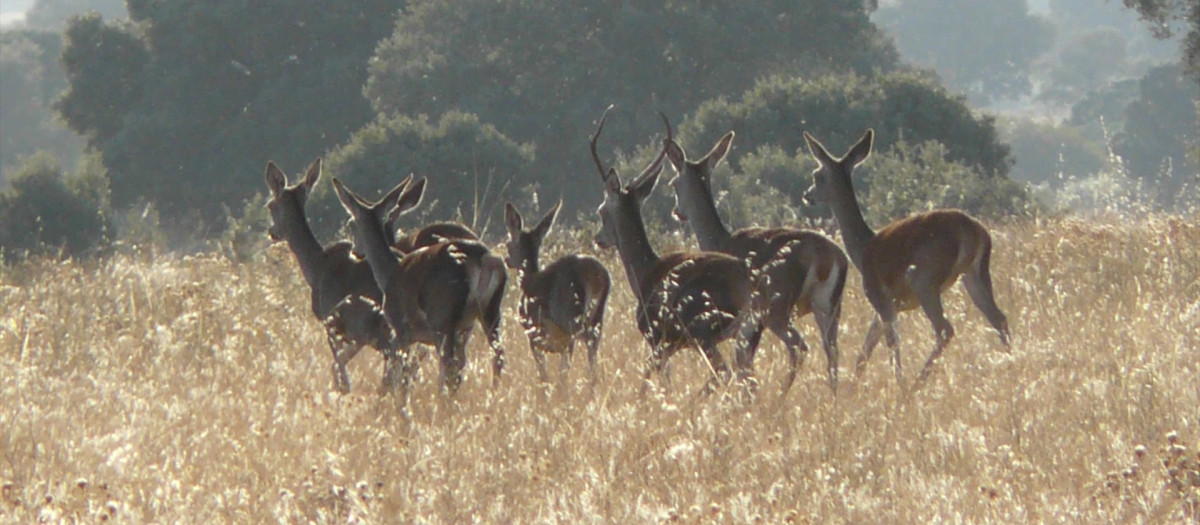 (Foto de ARCHIVO)
CCOO espera que las Cortes de C-LM mejoren de forma sustancial el proyecto de Ley de Caza durante su tramitación


CCOO espera que las Cortes de C-LM mejoren de forma sustancial el proyecto de Ley de Caza durante su tramitación.
El sindicato CCOO ha señalado que espera que las Cortes de Castilla-La Mancha mejoren de forma sustancial el proyecto de Ley de Caza de la región en lo que respecta a la seguridad de los agentes medioambientales durante la tramitación parlamentaria del mismo.
25/1/2018