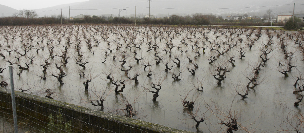 Viñedos del Bierzo afectados por el temporal de lluvias