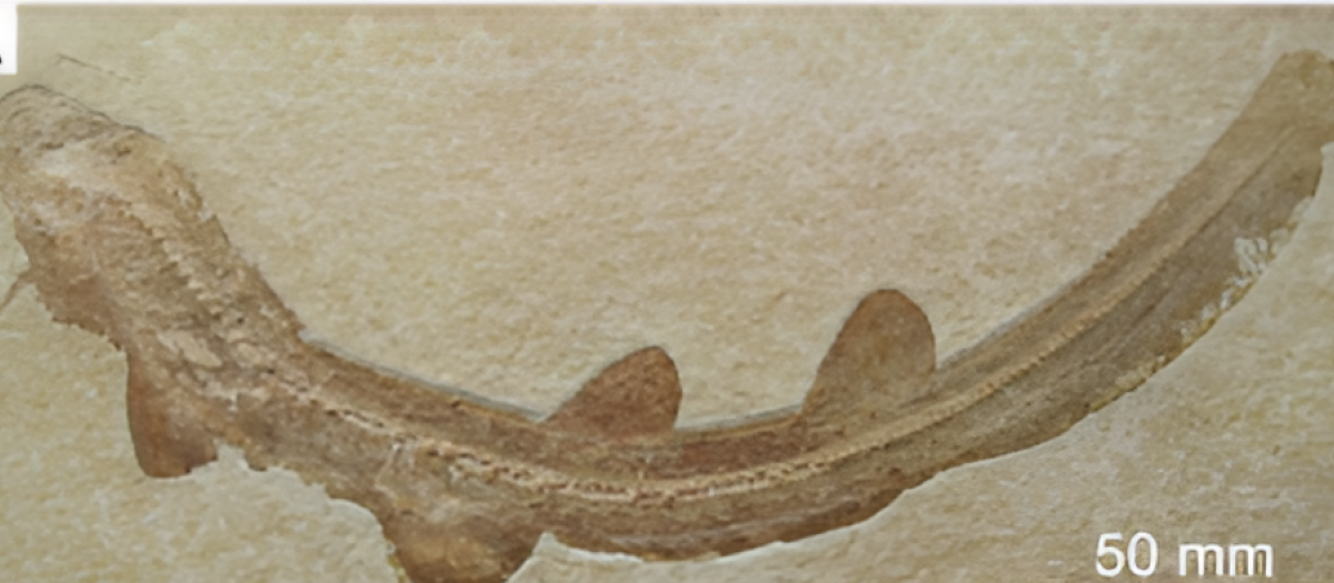 Restos fósiles del tiburón Bavariscyllium hallados en Alemania