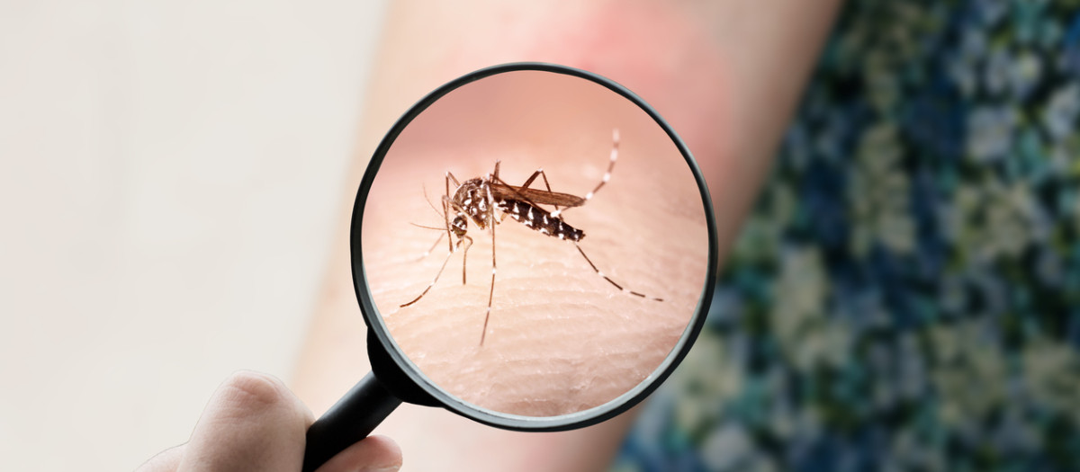 Mosquito chikungunya