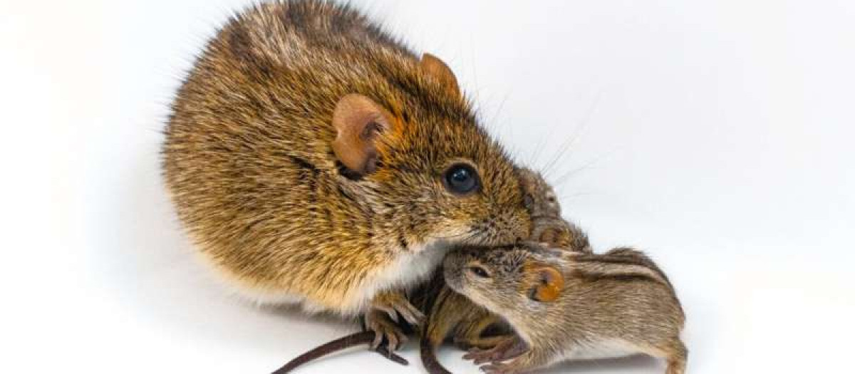 Ratones rayados africanos utilizados en el estudio