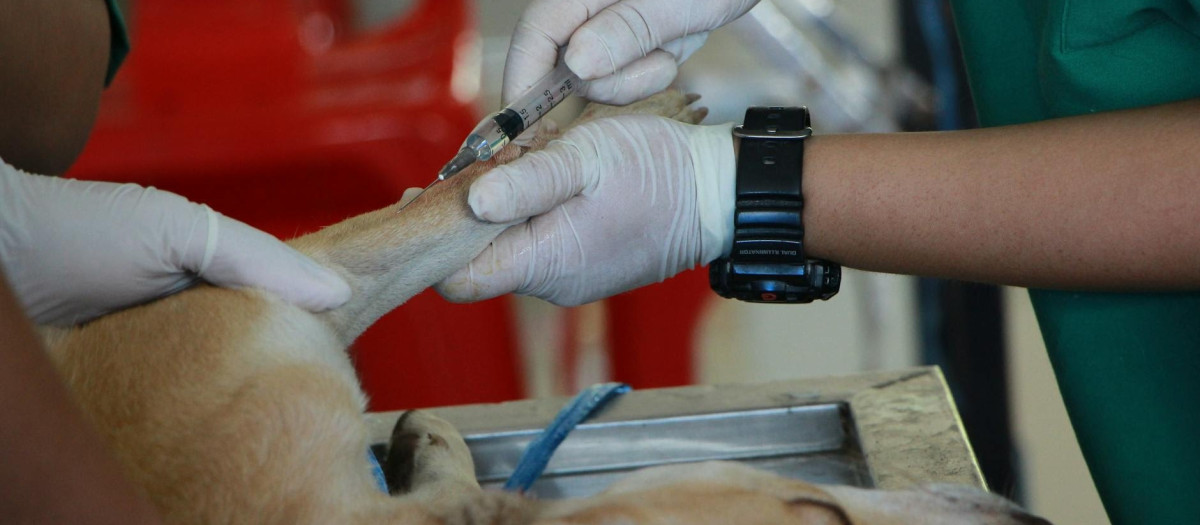 Un veterinario inocula un medicamento a un perro