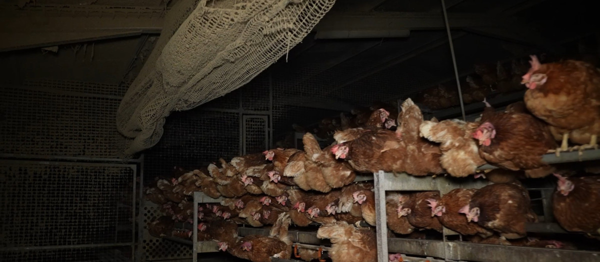 Gallinas en la granja avícola de Llucmajor

REMITIDA / HANDOUT por ARDE
Fotografía remitida a medios de comunicación exclusivamente para ilustrar la noticia a la que hace referencia la imagen, y citando la procedencia de la imagen en la firma
06/6/2025