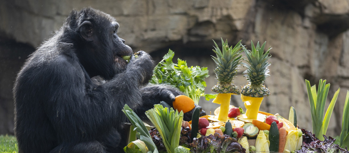 Imagen tomada en Bioparc Valencia