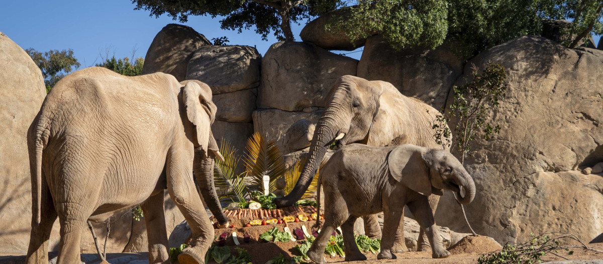 Imagen de archivo de los elefantes de Bioparc Valencia