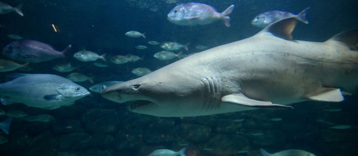 Gastón, el tiburón de La Coruña