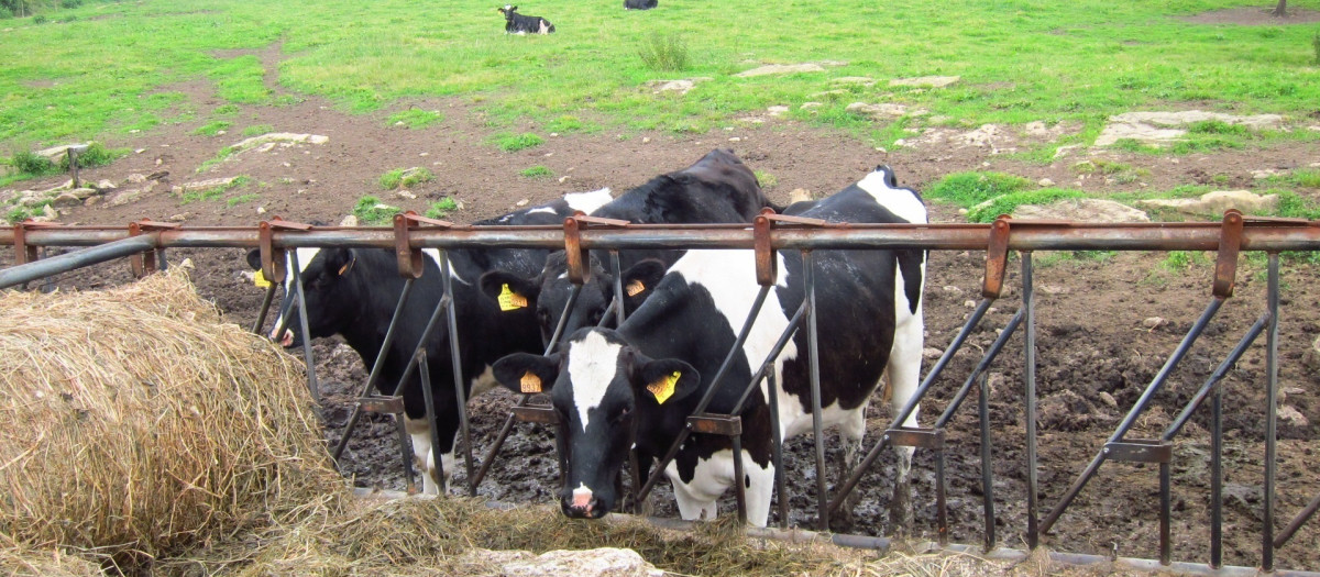Vacas lecheras en una explotación ganadera en España