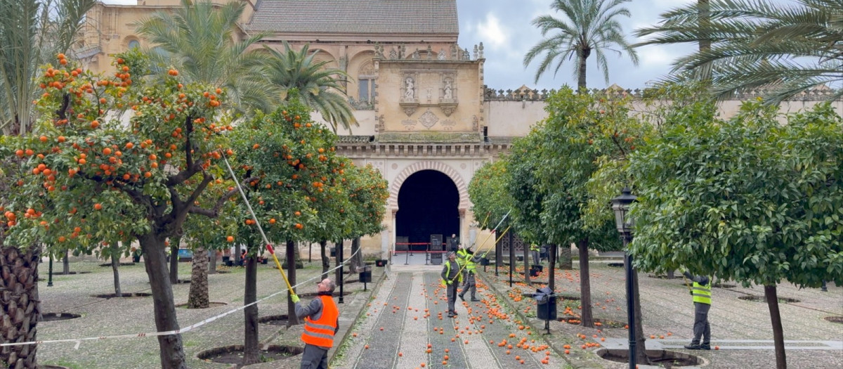 Recogida de naranjas en el Patio de la Mezquita Catedral de Córdoba