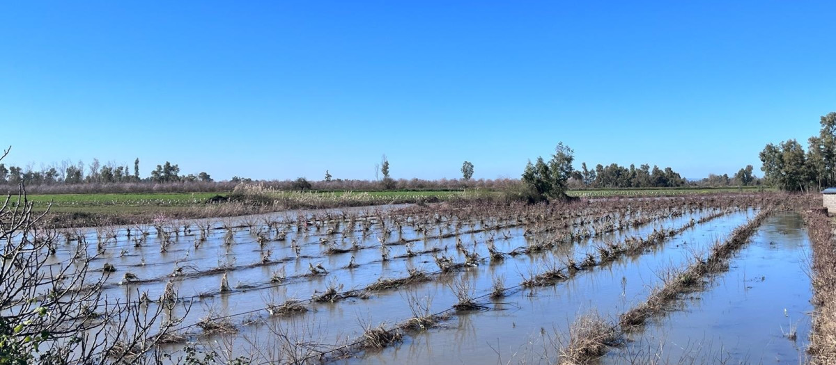 Un campo de frutales anegado tras las borrascas en Extremadura
